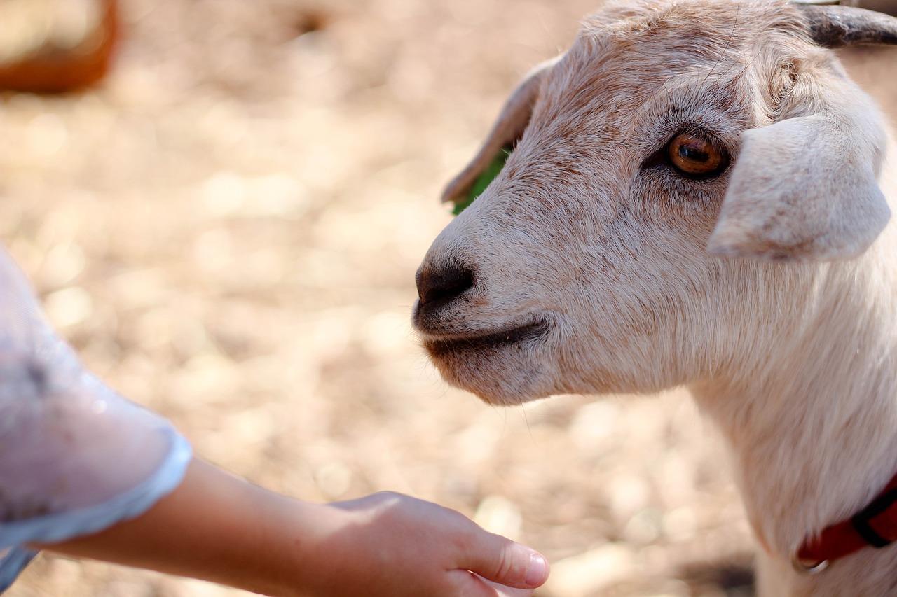Kinderboerderij in Roosendaal