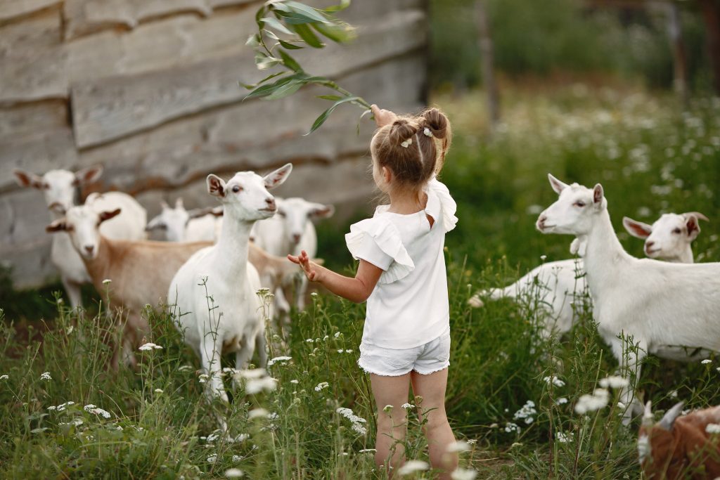 Kinderboerderij in Roosendaal